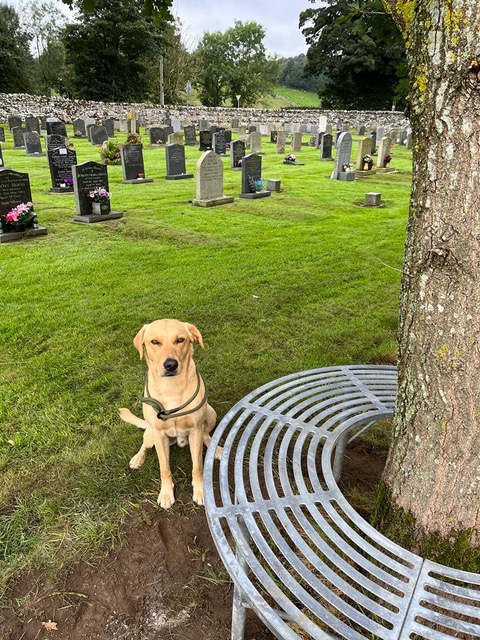 dog-sat-next-to-circular-bench-1