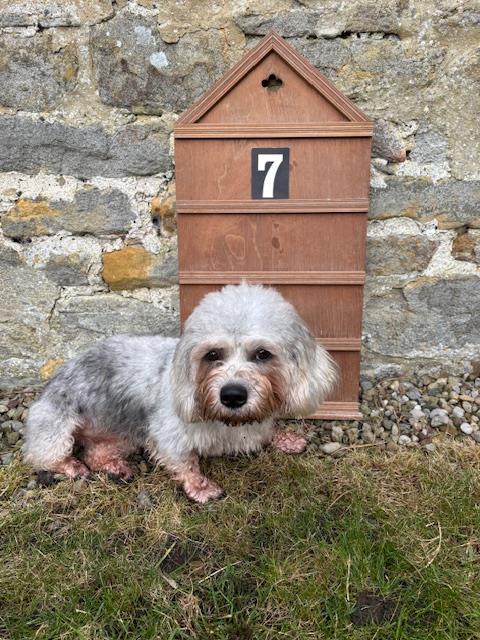 doris the dog in front of hymn borad