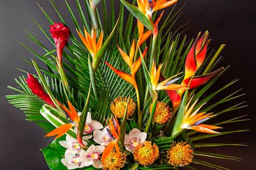 bird of paradise flower